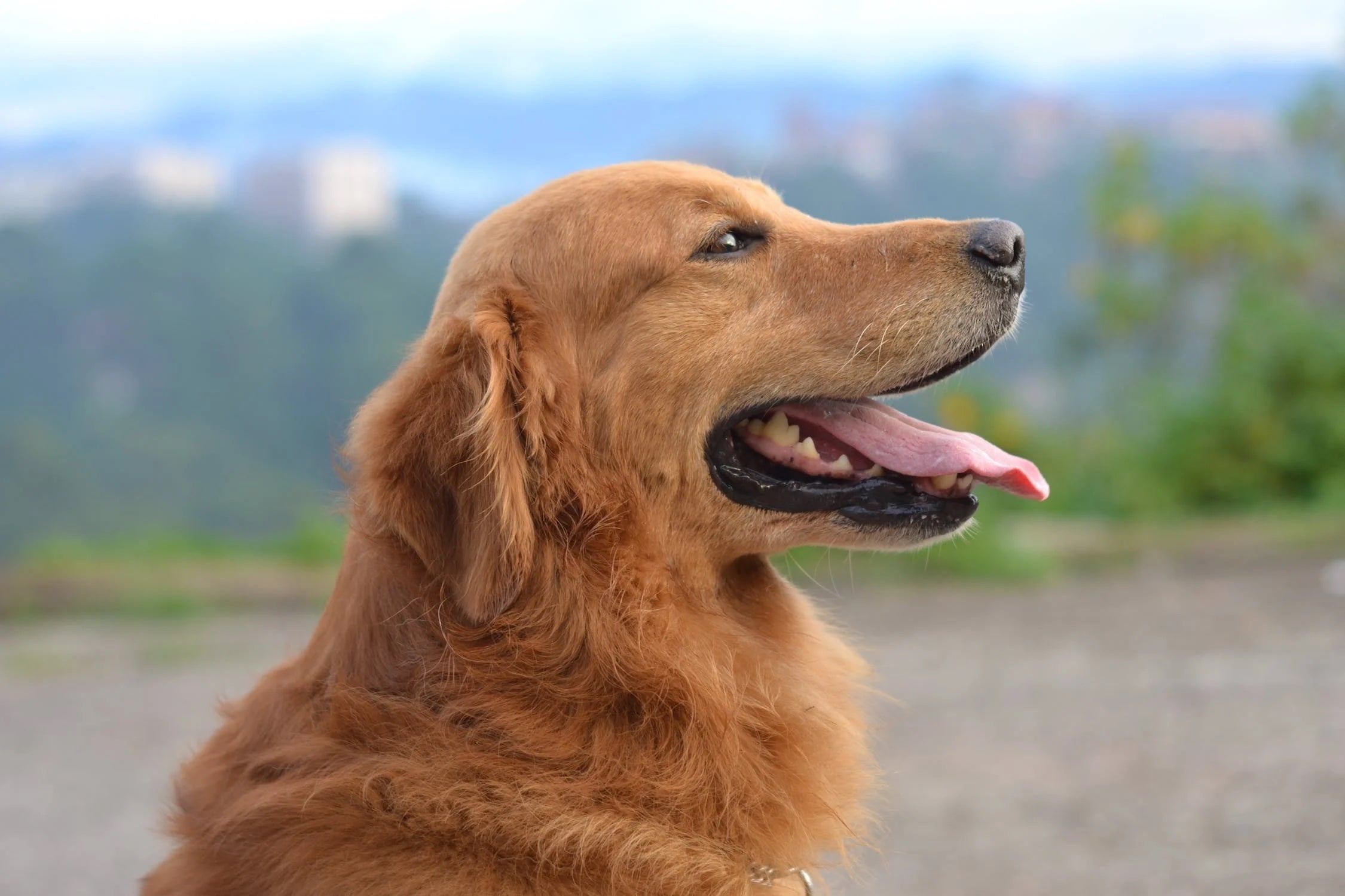 Eden & Wellness Pets